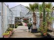 geraniums-production-du-boulou