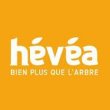 hevea-elagage