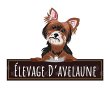 elevage-d-avelaun