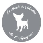 le-monde-du-chihuahua-de-l-aveyron