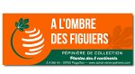 a-l-ombre-des-figuiers