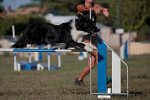 twins-agility-education-canine