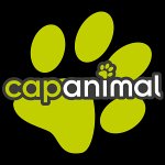 cap-animal-belley